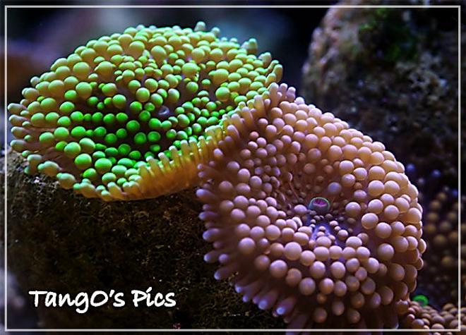 corals inverts - ricordea florida - ricordea mushroom stocking in 150 gallons tank - ricordea floridas