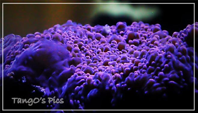 corals inverts - echinophyllia sp. - hot lava echinophyllia stocking in 150 gallons tank - enchino