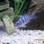 freshwater fish - metriaclima lombardoi - kenyi cichlid stocking in 55 gallons tank - My Kenyi and his Geo budddy