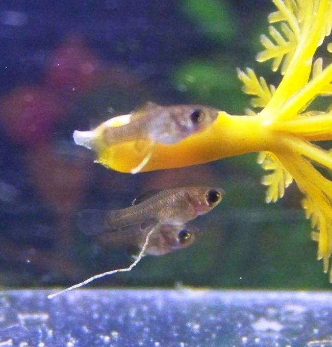 freshwater fish stocking in 120 gallons tank - Fish needs a diaper... in fact I found these guys in my tank.  My molly gave birth and I had no idea!