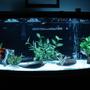 48 gallons freshwater fish tank (mostly fish and non-living decorations) - 72 Bow front community tank.