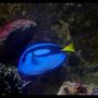 saltwater fish - paracanthurus hepatus - blue tang stocking in 75 gallons tank - Blue Tang (8-17-08)