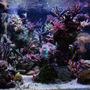 fish tank picture - my tanks front