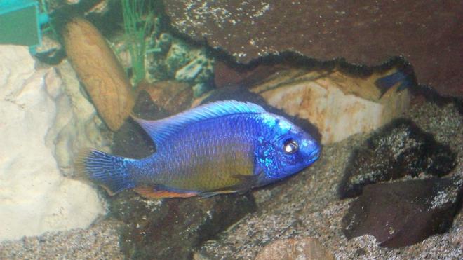 freshwater fish - aulonocara stuartgranti - ngara flametail stocking in 55 gallons tank - My sexy Cichlid :) well to me atleast lol