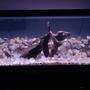 100 gallons freshwater fish tank (mostly fish and non-living decorations) - 75g driftwood and quarts few neons still adding... 5 days old
