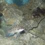 freshwater fish - chalinochromis sp. ndobnoi stocking in 55 gallons tank - chalinochromis ndobnoi protecting his cave