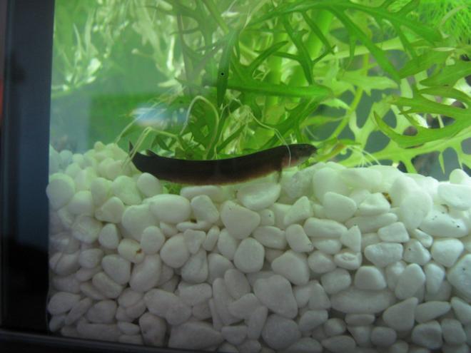 freshwater fish - pangio sp. - black kuhlii loach stocking in 25 gallons tank - This is my Black Kuhli loach Little J he is the least shy of the three kuhlis the striped kuhlis are shyer is there a reason for this i dont know but i love my kuhlis!!!!!!!!
