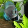 freshwater fish - symphysodon sp. - blue diamond discus stocking in 55 gallons tank - One of my blue discus with some cardinal tetras in the background