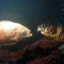 freshwater fish - astronotus ocellatus - albino oscar stocking in 85 gallons tank - two oscars fighting