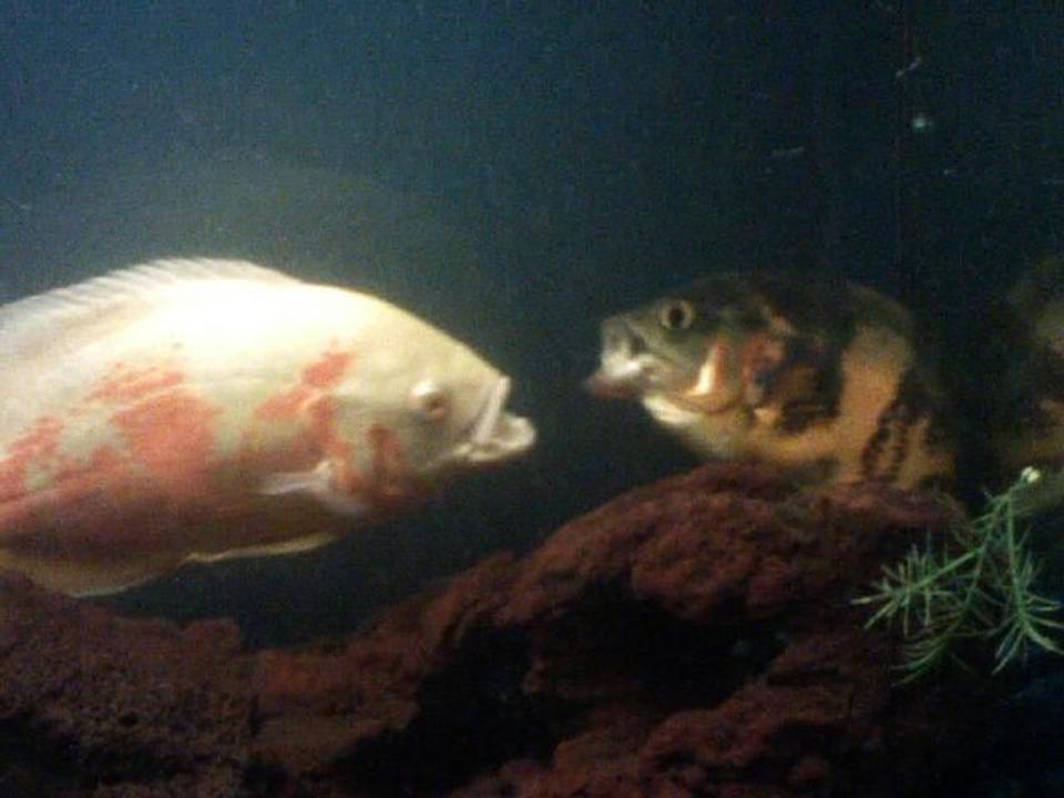 freshwater fish - astronotus ocellatus - albino oscar stocking in 85 gallons tank - two oscars fighting