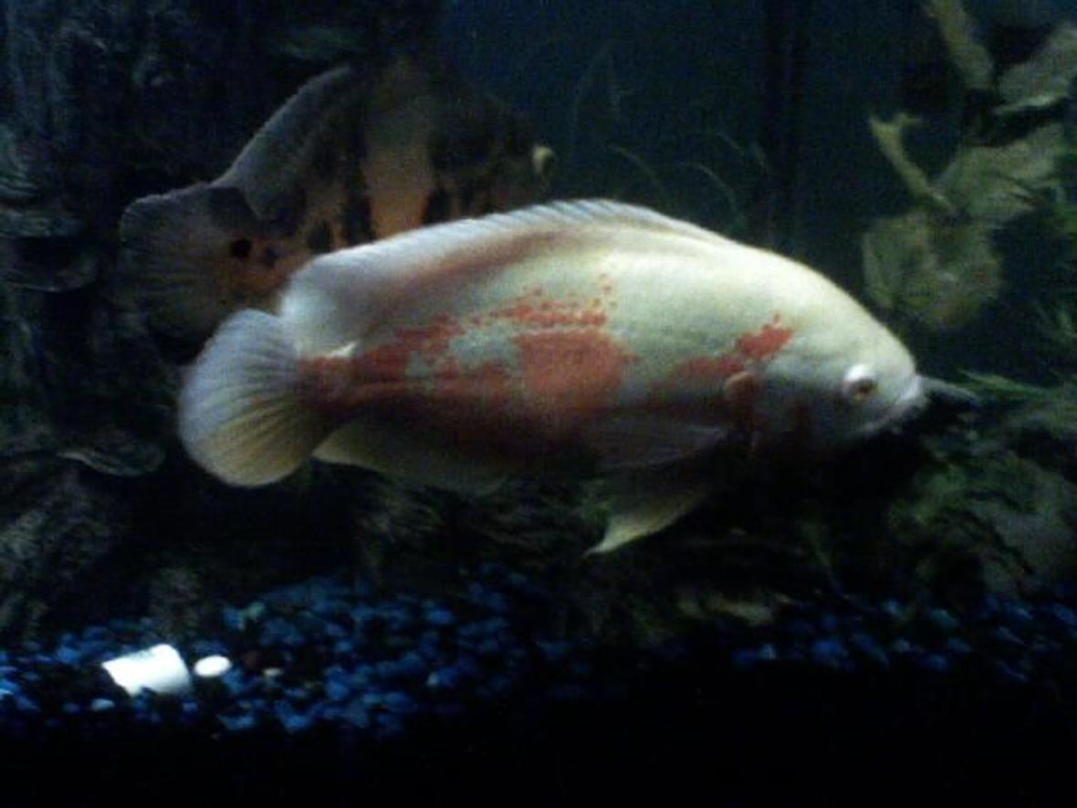 freshwater fish - astronotus ocellatus - albino oscar stocking in 85 gallons tank - My Ablino Oscar