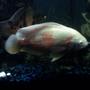 freshwater fish - astronotus ocellatus - albino oscar stocking in 85 gallons tank - My Ablino Oscar