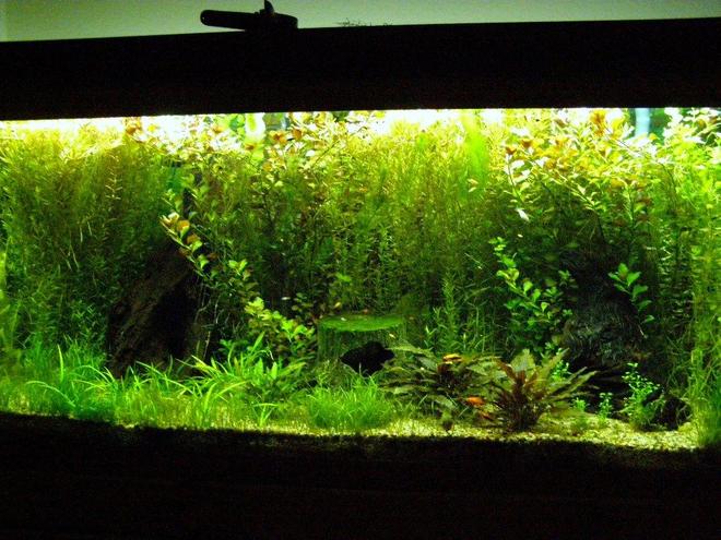 60 gallons planted tank (mostly live plants and fish) - Plant Tank