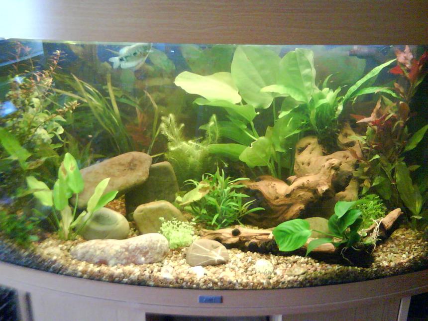 Rated #85: 40 Gallons Planted Tank - My tank! Two weeks after setting up, 2 days after fully planting.