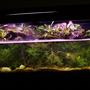80 gallons planted tank (mostly live plants and fish) - My Paludarium The best of both worlds, 2 waterfalls, all live plants. Fogger to produce low clouds. 300 watts of light. 48" Orbit 4x65W SunPaq w/Lunar Lights/Fans (Current) + 40 watt Flora Glo fixture. In the picture I had 140 watts of light. Need to update since all the additions. I now have 4 WPG. Co2 Added. The upper plants are bromeliads, tillandsia (Bulbosa and abdita), 2 types of moss, tropical sheet moss and pillow moss from Maryland, USA. I also have Pilea cadieri (small vine the grows fast) and 2 sweet potato vines that I just started, Devils Ivy and an unknown vine. . . The aquatic plants that I know the name of currently without digging out my sheets are the water onion, Water Hyacinth, Dracaena's (Ribbon Plants), Wisteria, Java Moss, Anubias, Aqua Fern and Umbrella Plants