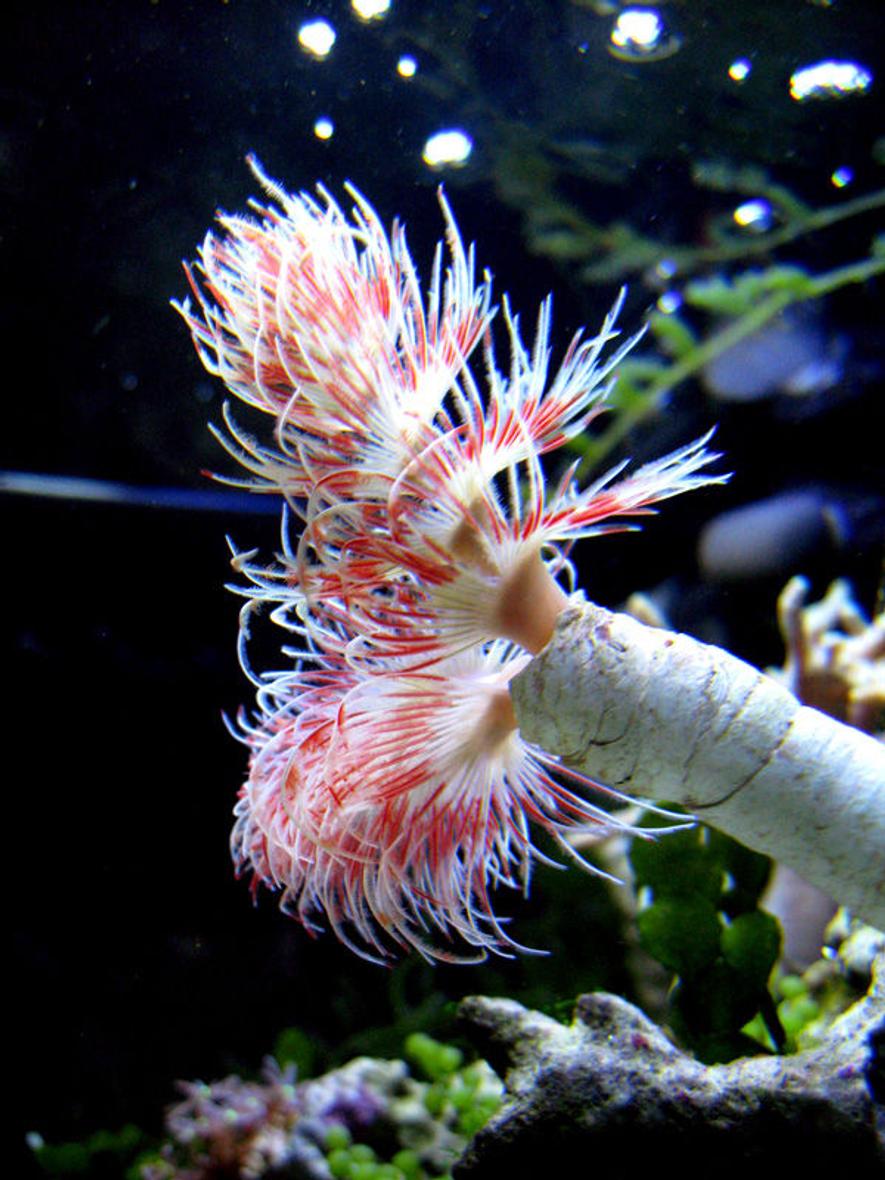 Rated #6: Corals Inverts - Protula Bispiralis - Hard Tube Coco Worm Stocking In 29 Gallons Tank - Beautiful coco worm