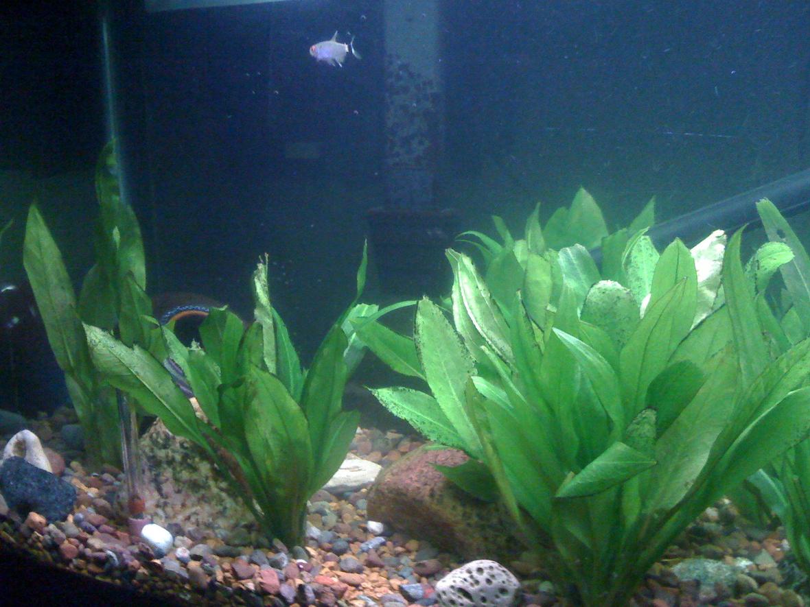 30 gallons planted tank (mostly live plants and fish) - 30 gal. Long, penguin 280, powerhead sponge filter, Stealth heating unit, gravel sub-straight, 5500 k lighting, EcoBio Rock with in gravel bubbler. Amazon Swords. 2 Parrot fish, 7 Red-eye Tetra, 4 Glass Tetra, 1 rainbow Shark, 1Albino Cory-cat, Pleco