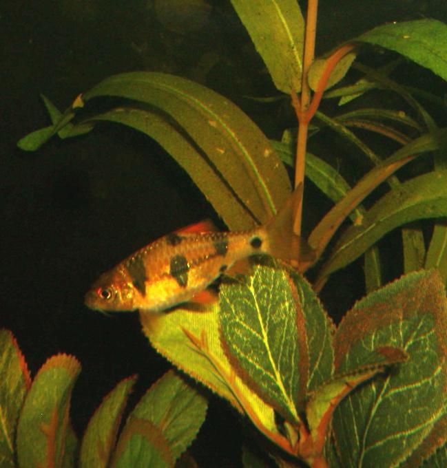 freshwater fish - puntius everetti - clown barb stocking in 90 gallons tank - CLOWN BARB