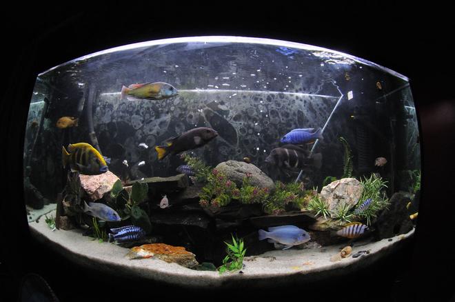 77 gallons freshwater fish tank (mostly fish and non-living decorations) - African Cychlids