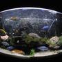 77 gallons freshwater fish tank (mostly fish and non-living decorations) - African Cychlids