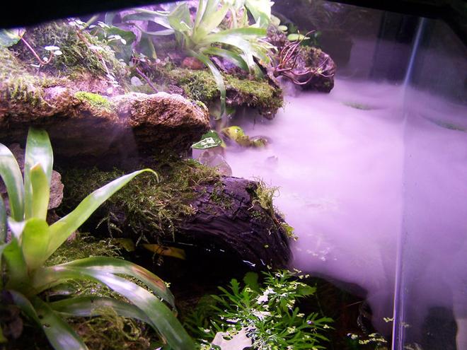 80 gallons planted tank (mostly live plants and fish) - Another view.  Top of Tank.