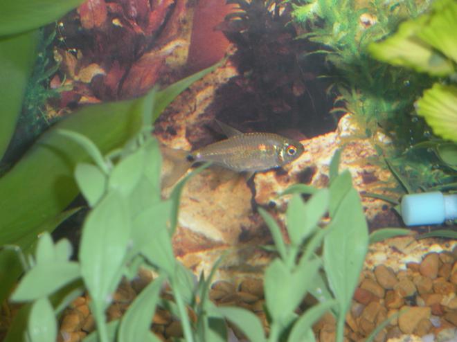 freshwater fish - hemigrammus ocellifer - head & tail light tetra stocking in 20 gallons tank - Head and Tail light Tetra