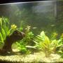 36 gallons planted tank (mostly live plants and fish) - My First 14g planted tetra tank