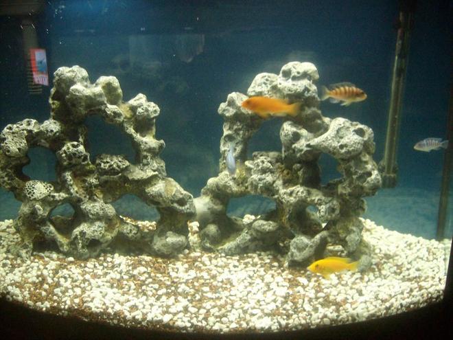 36 gallons freshwater fish tank (mostly fish and non-living decorations) - My First Lake Malawi Mbuna Cichlid Tank
Picture Taken At 2 Weeks