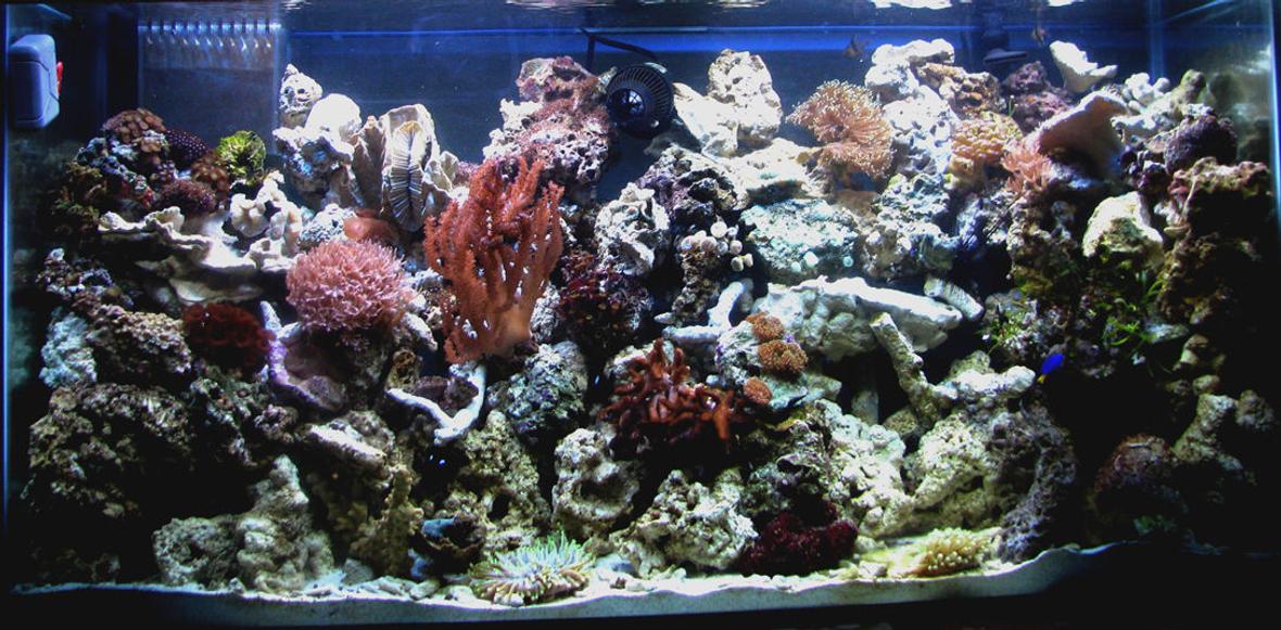 corals inverts - ptilocaulis sp. - tree sponge stocking in 80 gallons tank - 80g reef in my office...
