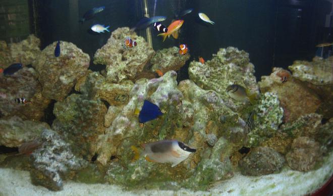 saltwater fish - siganus magnifica - magnificent foxface stocking in 144 gallons tank - 144 gallon half-circle