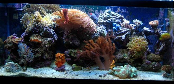 30 gallons reef tank (mostly live coral and fish) - This is my 30 G tank almost one year into it.