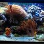 30 gallons reef tank (mostly live coral and fish) - This is my 30 G tank almost one year into it.