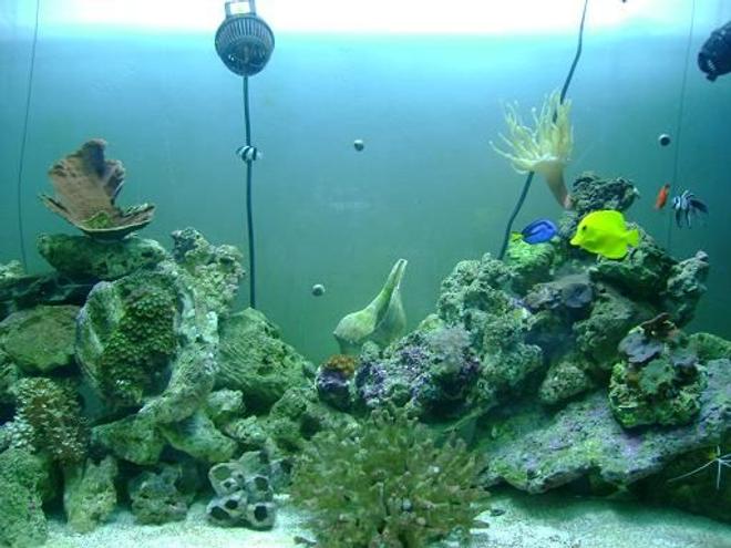 saltwater fish - zebrasoma flavescens - yellow tang - hawaii stocking in 157 gallons tank - front view