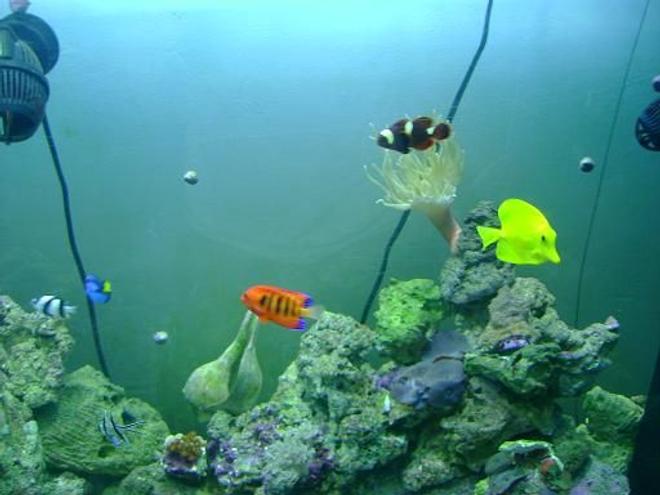 saltwater fish - zebrasoma flavescens - yellow tang - hawaii stocking in 157 gallons tank - some fish