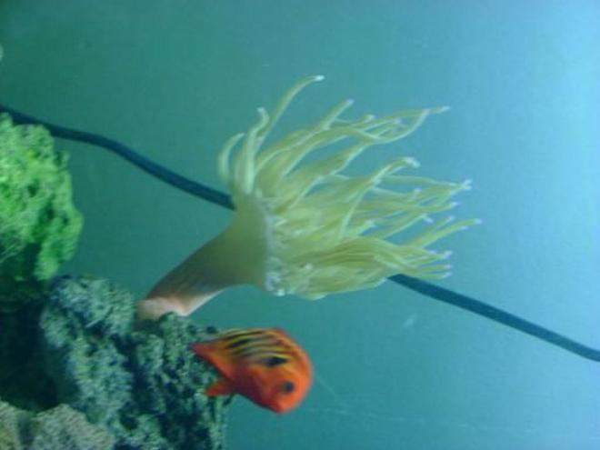 saltwater fish - centropyge loriculus - flame angelfish stocking in 157 gallons tank - anemone