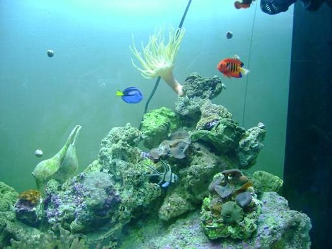 saltwater fish - paracanthurus hepatus - blue tang stocking in 157 gallons tank - another one