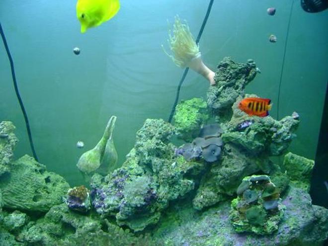 saltwater fish - centropyge loriculus - flame angelfish stocking in 157 gallons tank - coolness