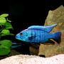 freshwater fish - sciaenochromis fryeri - electric blue hap stocking in 66 gallons tank - electric blue at his very best