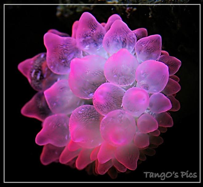 corals inverts - entacmaea quadricolor - bulb anemone stocking in 150 gallons tank - bubble tip anemone
