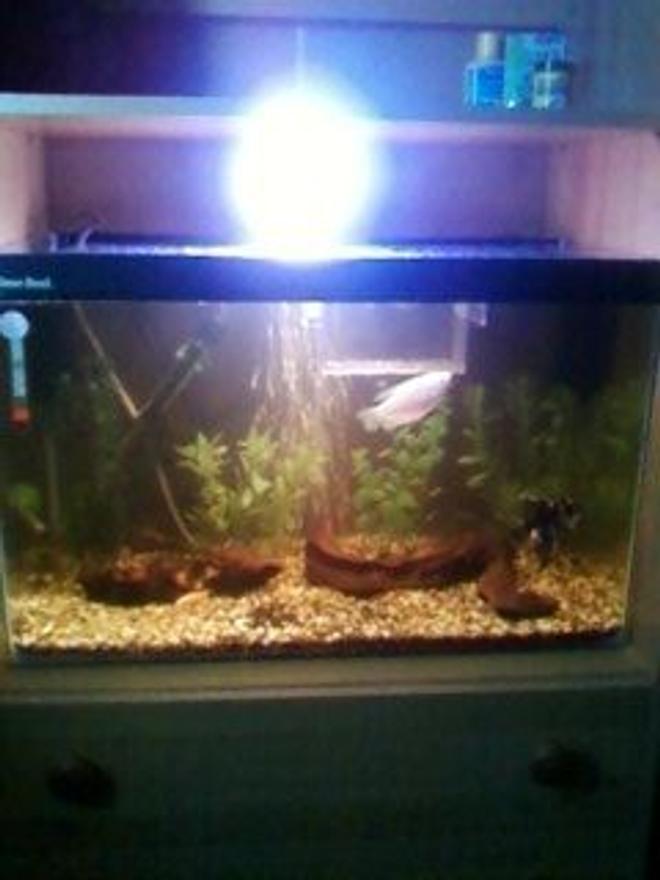 40 gallons freshwater fish tank (mostly fish and non-living decorations) - This is my 2ft tank that I have had set up for about 3 mounths.
Sorry for the crap quality, bad camera.
