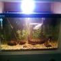 40 gallons freshwater fish tank (mostly fish and non-living decorations) - This is my 2ft tank that I have had set up for about 3 mounths. Sorry for the crap quality, bad camera.