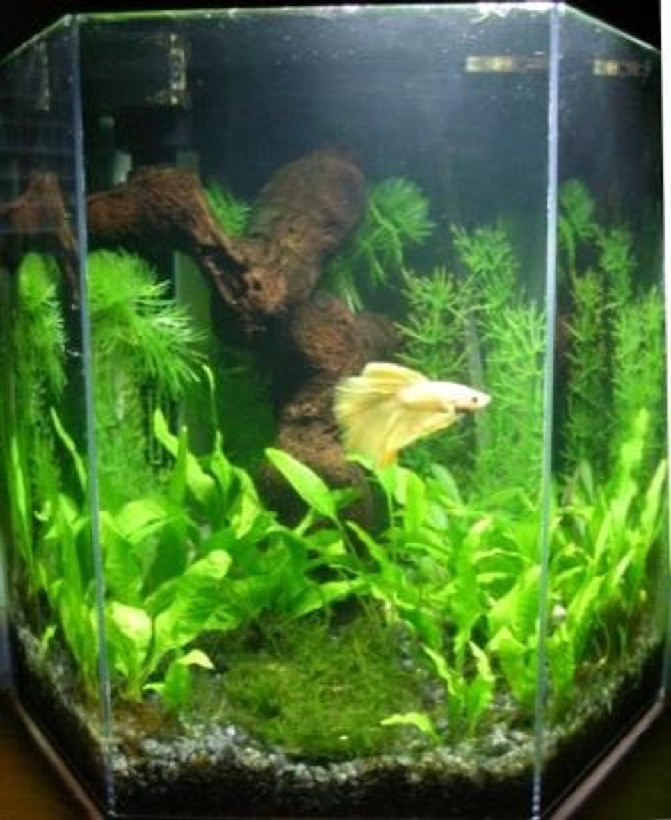5 gallons planted tank (mostly live plants and fish) - My yellow halfmoon betta named Mojito
