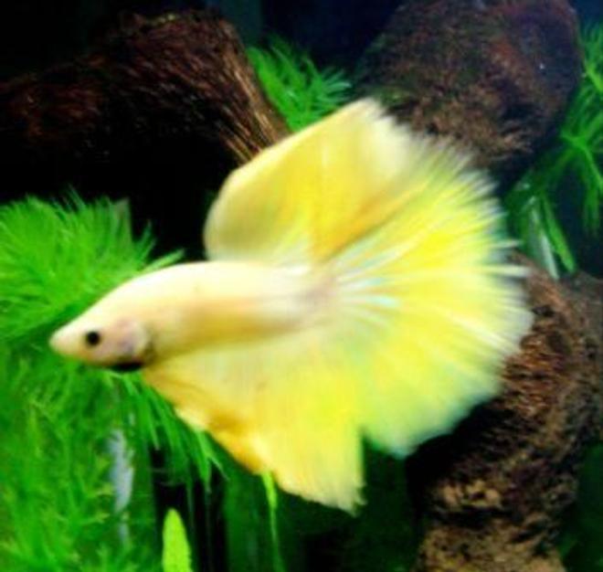 freshwater fish - betta splendens stocking in 5 gallons tank - my betta Mojito upclose and flaring