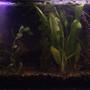 60 gallons planted tank (mostly live plants and fish) - My Big Tank. Tank#1