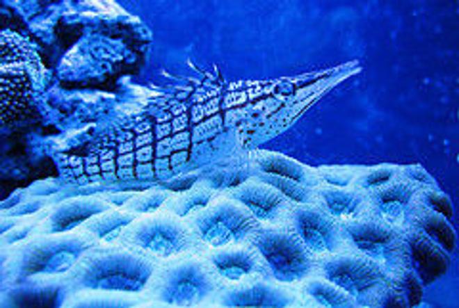 saltwater fish - oxycirrhites typus - longnose hawkfish stocking in 55 gallons tank - hogfish