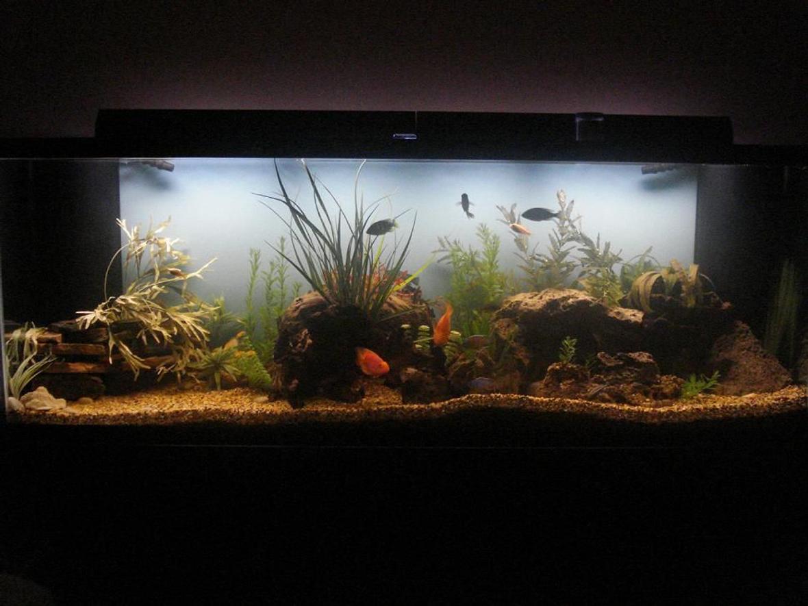 265 gallons freshwater fish tank (mostly fish and non-living decorations) - Hey, any questions or concerns?
