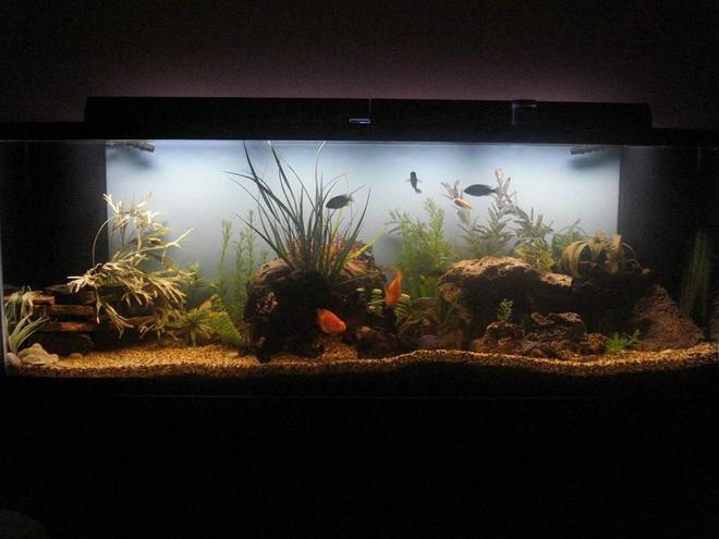 265 gallons freshwater fish tank (mostly fish and non-living decorations) - Hey, any questions or concerns?