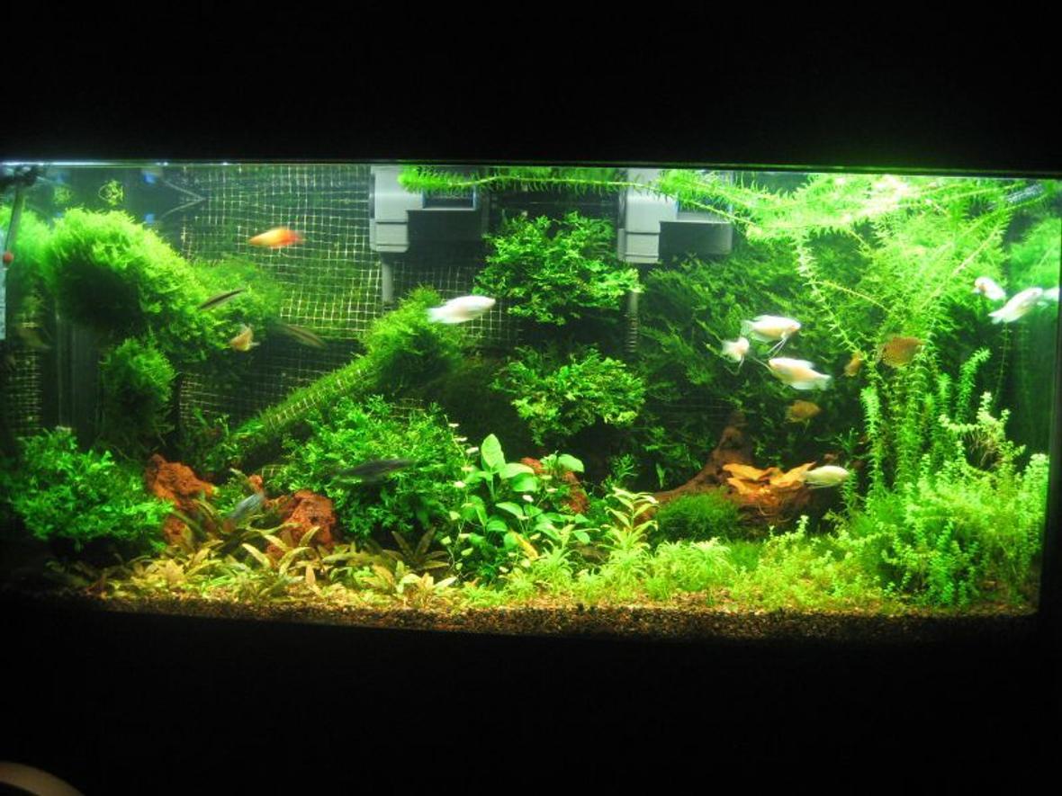 90 gallons planted tank (mostly live plants and fish) - Planted tank with variety of plants and fish