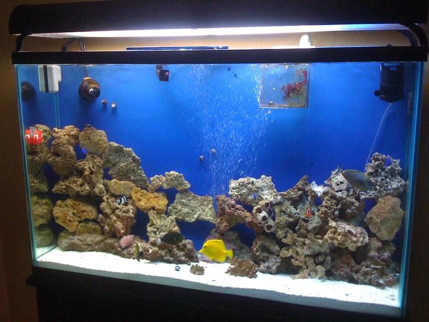 Rated #21: 75 Gallons Saltwater Fish Tank - 1