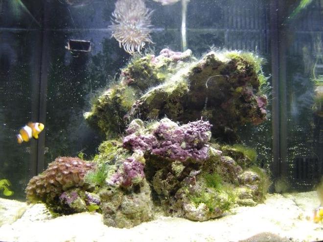 corals inverts - zoanthus sp. - colony polyp stocking in 14 gallons tank - Yep, I have an algae problem. But I am starting to do more water changes every week, do some cleaning and work on some other things. I will use a phosphate eliminator   if nothing else works. (my last resource) I plan on doing some rearranging as I got hard rocks to work with. Any suggestions? Oh No. Yeah I got to excited there thinking I had a baby seanemone. Only to find out that it is a Majano Anem.(Pest) Okay well now I've got to get rid of him. Too Bad he looked nice.